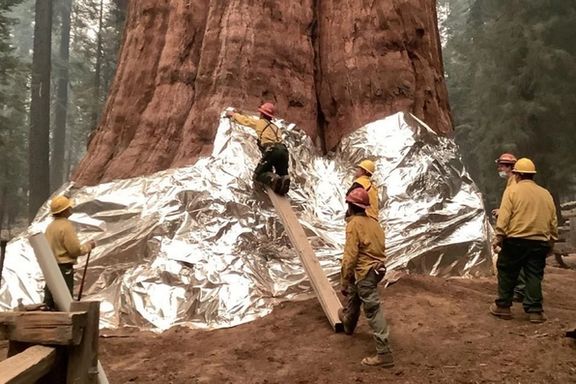 در پی آتشسوزیها در کالیفرنیا، ژنرال شرمن، بزرگترین درخت جهان در حصار ضدحرارتی پیچیده شد