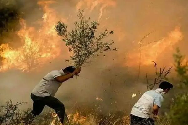 Fires in Iran's protected wildlife area expose governance failures