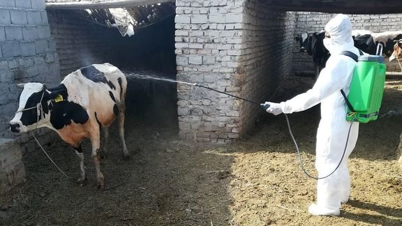 مقام وزارت بهداشت: آمار مبتلایان به تب کریمه کنگو در ایران به ۳۴ نفر افزایش یافت