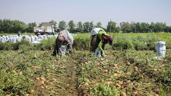 Iran to import 50,000 tons of potatoes to combat price hikes