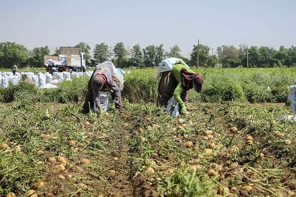 Iran to import 50,000 tons of potatoes to combat price hikes