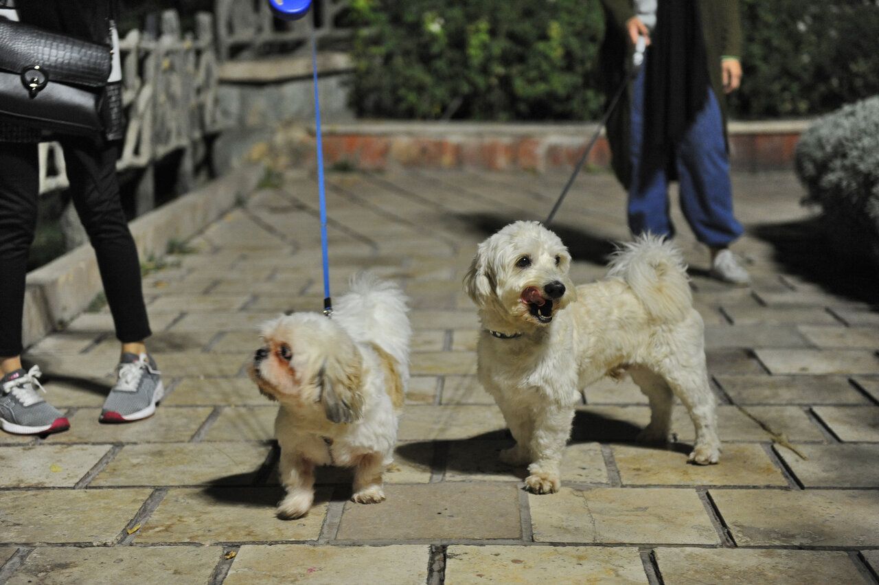 تلاش جمهوری اسلامی برای منع گرداندن سگ‌ها در اماکن عمومی به ارومیه رسید