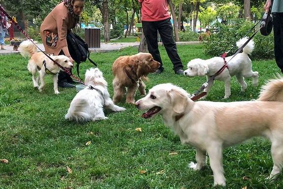 فرمانده انتظامی تهران از ممنوعیت ورود همه نوع سگ به پارکها و برخورد با آن خبر داد