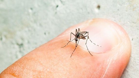 دبیر انجمن شرکتهای هواپیمایی: امکان حمل تخم پشه آئدس از طریق بار مسافر وجود دارد