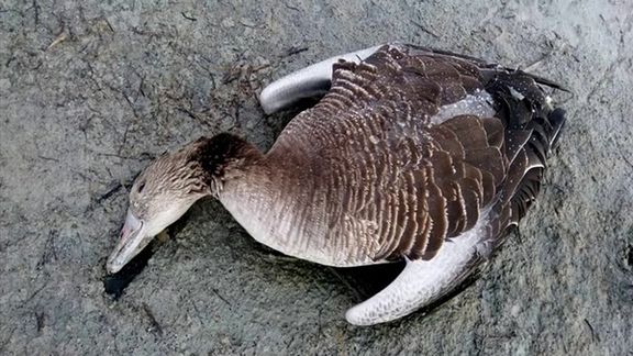 یک خبرنگار محیط زیست از تهدید شدنش به دلیل سوال درباره آنفلوانزای حاد پرندگان خبر داد