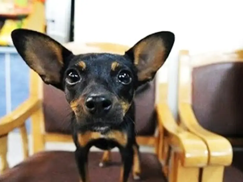 نقش حیوانات خانگی در حفظ سلامت روان نیروی کار 