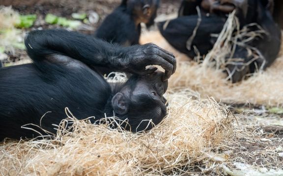 نتایج یک پژوهش جدید: شامپانزهها روزانه الکل مصرف میکنند