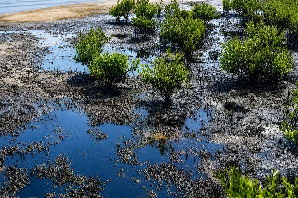 Oil slicks hit Qeshm mangroves and Oman coast in mounting war fallout