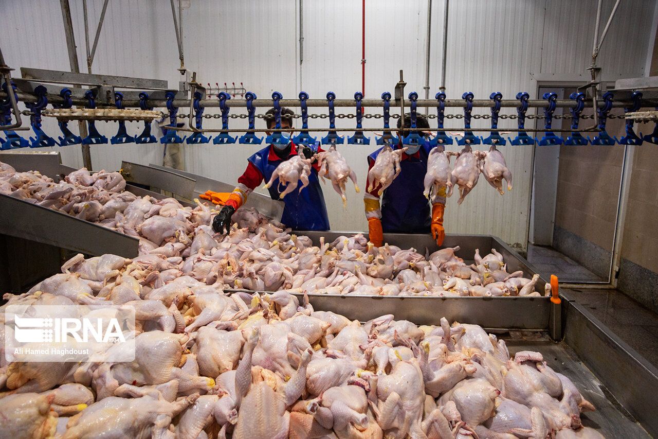 Iran To Export 5k Tons Of Poultry Amid Rising Poverty, Reduced Demand At Home