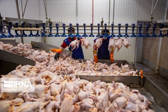 Iran To Export 5k Tons Of Poultry Amid Rising Poverty, Reduced Demand At Home