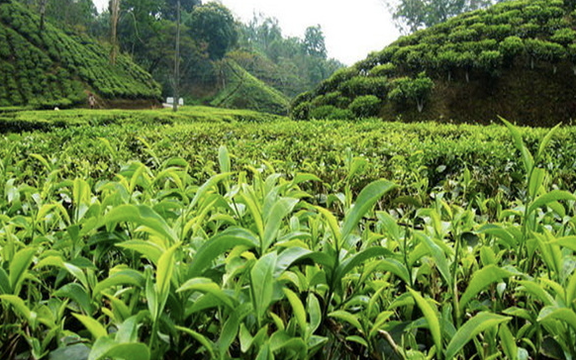 مدیر اجرایی سندیکای چای ایران: ۵۰ درصد باغات چای کشور تبدیل به ویلا شدهاند