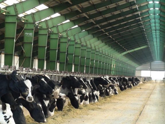 حضور گسترده لابیگران صنایع گوشت و لبنیات در نشست اقلیمی سازمان ملل