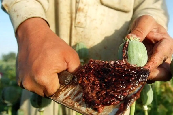 Soaring opium prices in Iran drive users to synthetic drugs