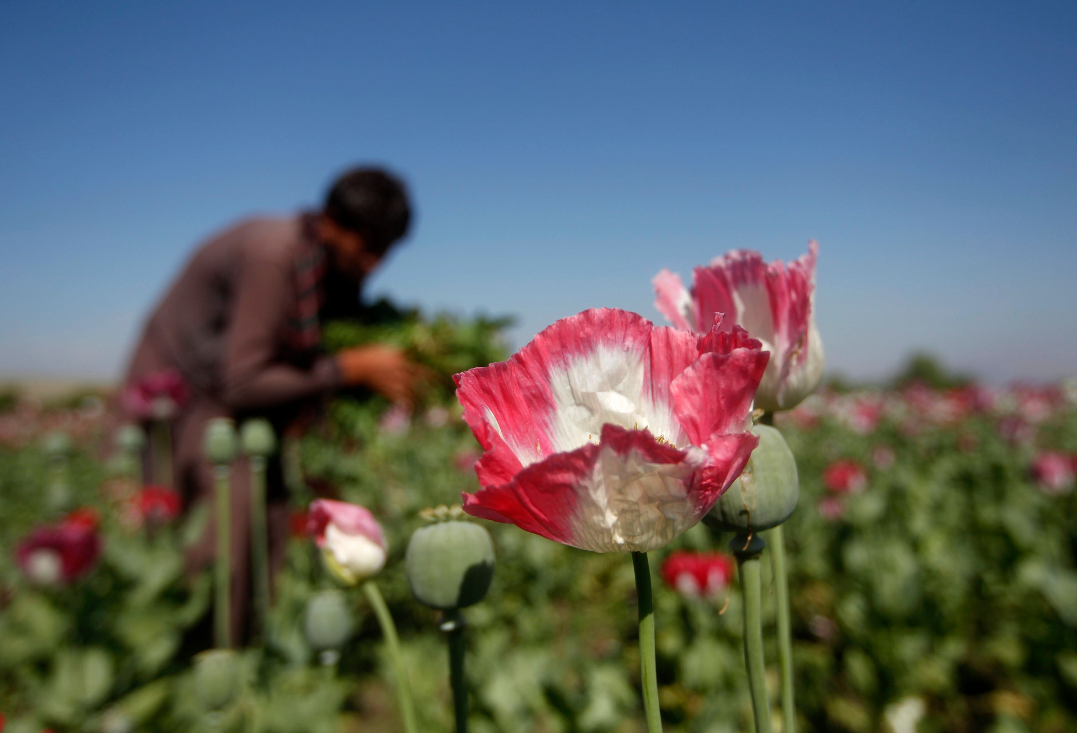 An Afghan man works on a poppy field in Jalalabad province April 17, 2014.