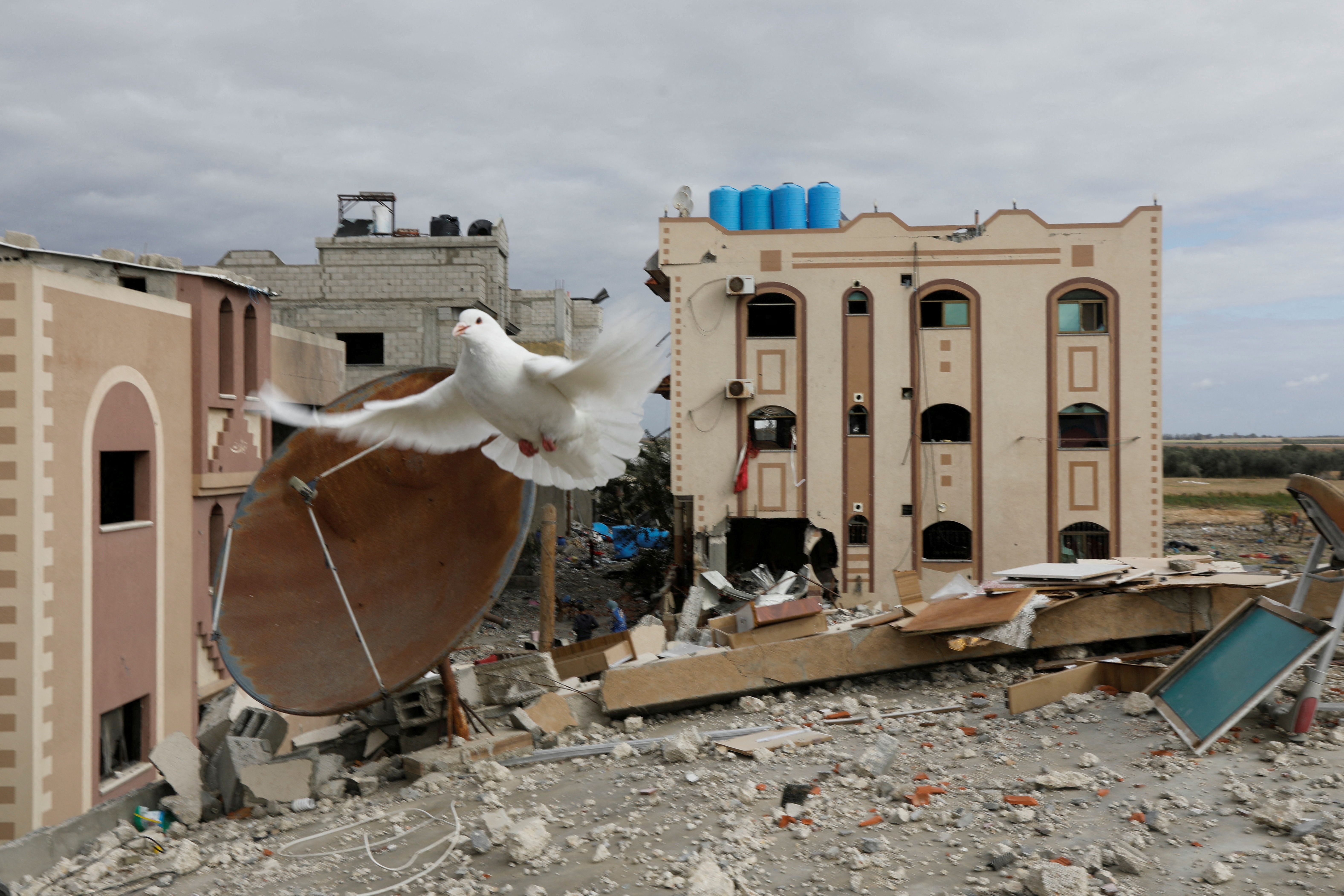 A dove flies over the remains of a house destroyed by Israeli strikes during the conflict, amid a temporary truce between Israel and the Palestinian Islamist group Hamas, in Khan Younis in the southern Gaza Strip November 28, 2023.