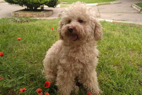 Iran Will Force Dog Owners To Get Special Permit