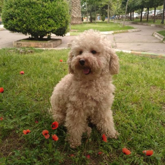 Iran Will Force Dog Owners To Get Special Permit