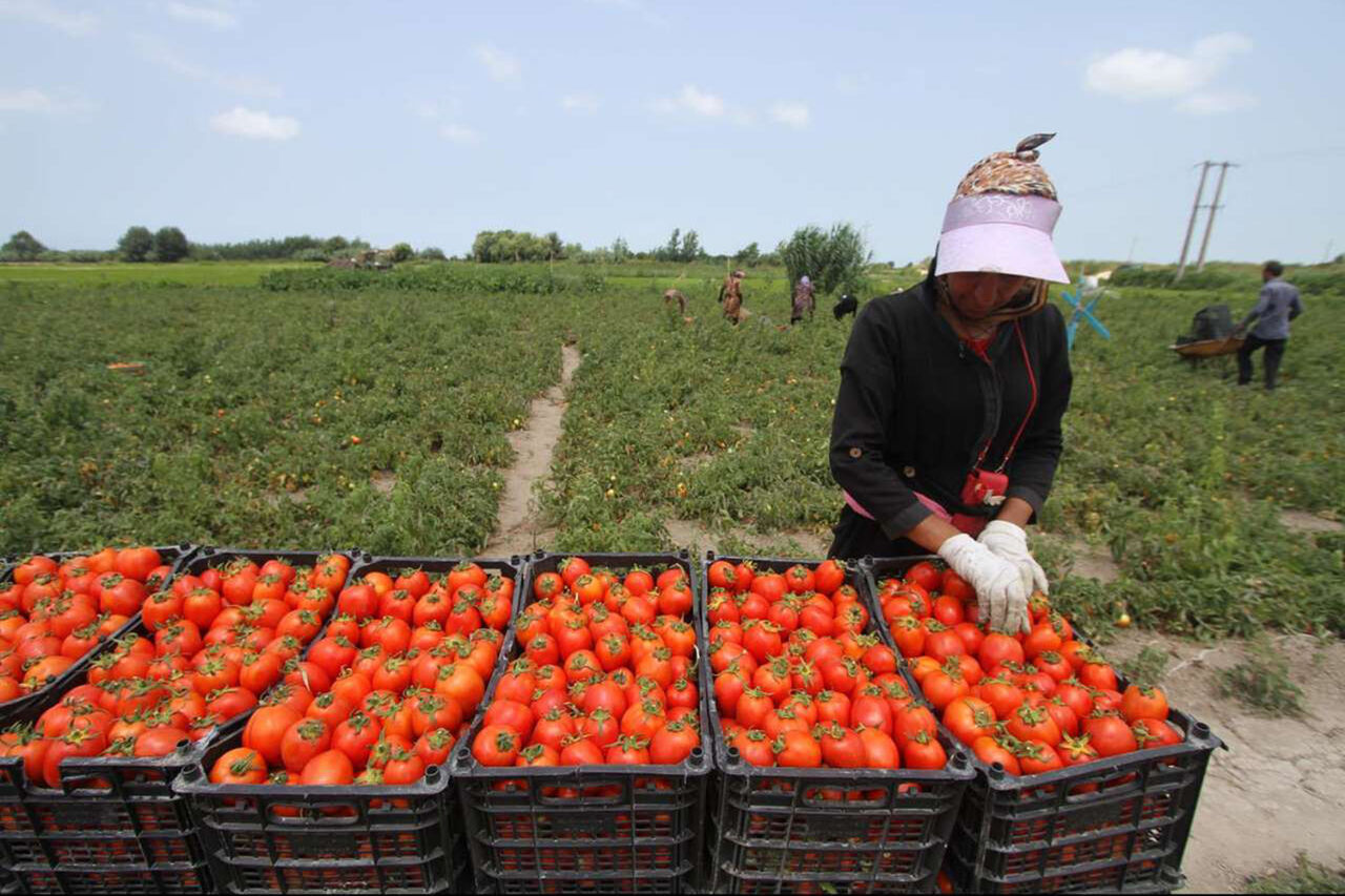 Tomato harvest in Iran — a worker packs freshly picked tomatoes in crates on a farm. (Undated)