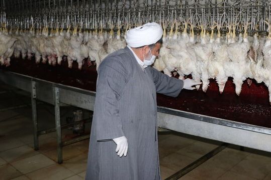 نماینده خامنهای در سازمان دامپزشکی: نظارت روحانیون کارآزموده بر ذبح شرعی کاملا تخصصی است