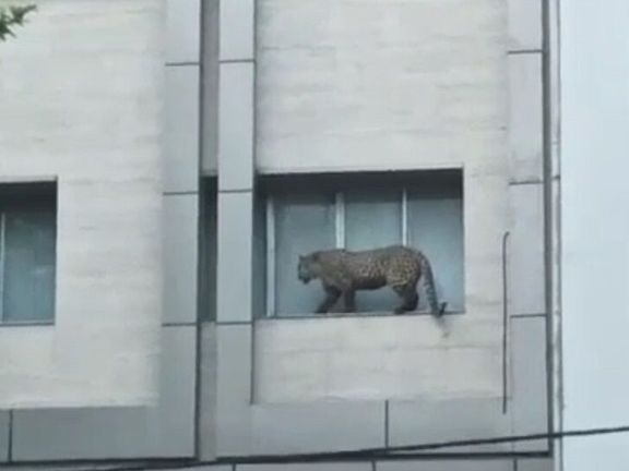 A leopard stranded on a building before police killed the animal. April 24, 2022
