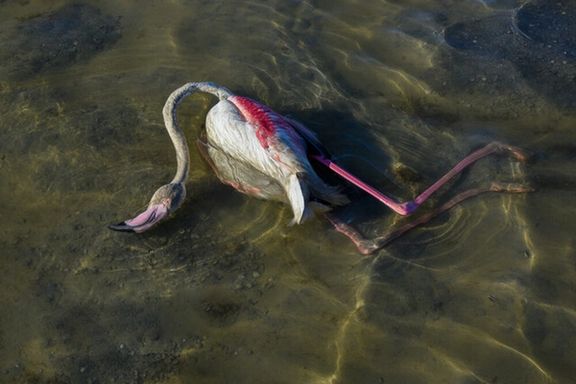 مدیرکل حفاظت محیط زیست مازندران: تلفات مشکوک پرندگان در میانکاله و خلیج گرگان از ۲۰ هزار قطعه گذشت