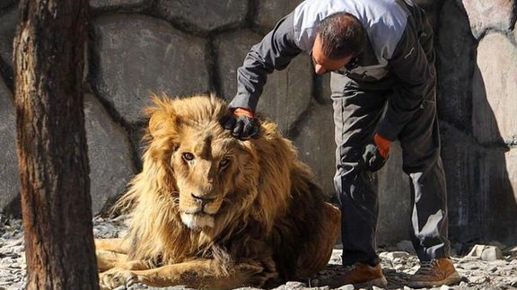 سازمان حفاظت محیط زیست: شیر باغوحش مشهد بیمار است