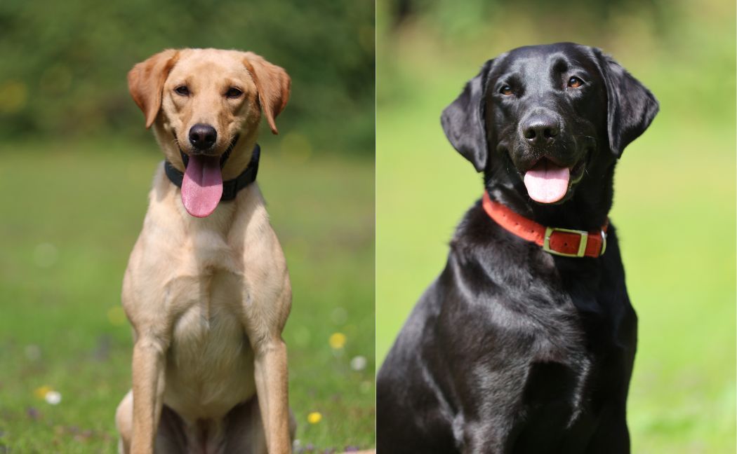 سگ‌های ویژه پلیس به کمک شناسایی و دستگیری متهمان جرایم جنسی می‌آیند