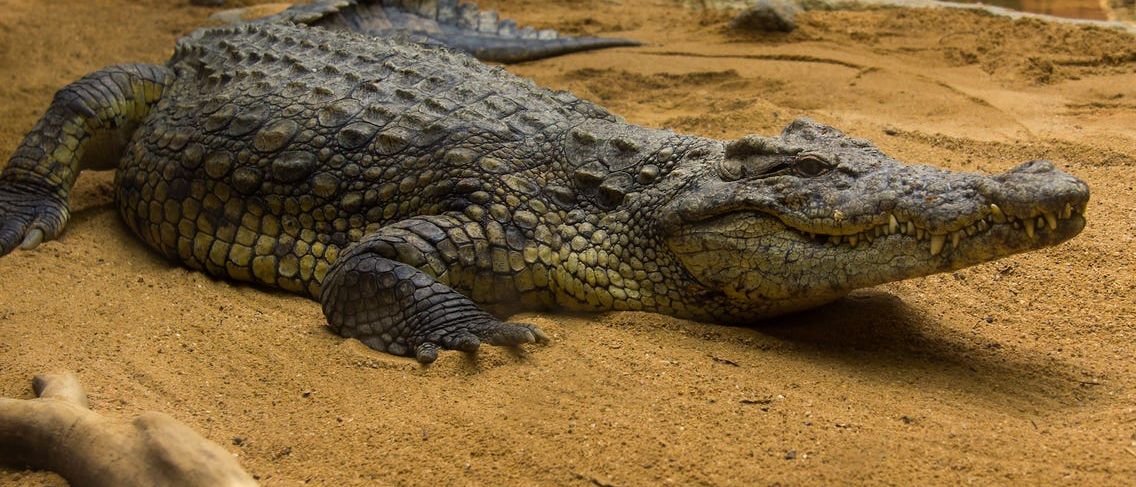 هشتاد کروکودیل زنده از مبدا مالزی وارد ایران شد