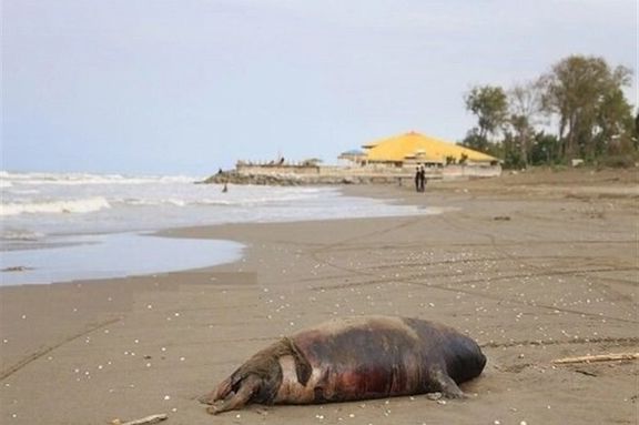 Dozens of Caspian seals found dead on Iran’s northern coast