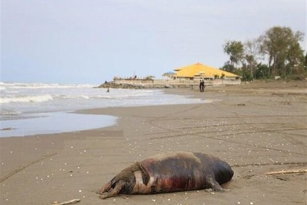 Dozens of Caspian seals found dead on Iran’s northern coast