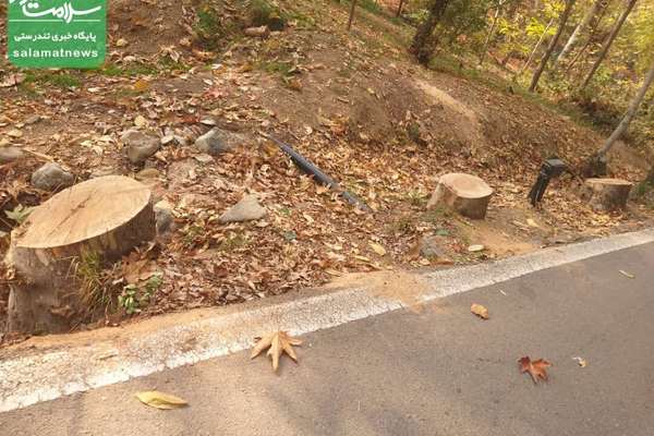 Tree Felling In Historical Sa'dabad Complex Courts Environmental Concerns