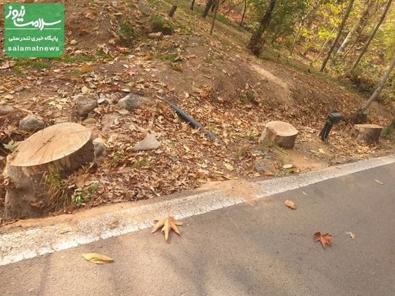 Tree Felling In Historical Sa'dabad Complex Courts Environmental Concerns