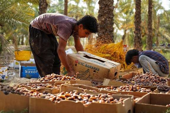 Workers sort freshly harvested dates in a palm grove in Bushehr province, southern Iran, September 15, 2026