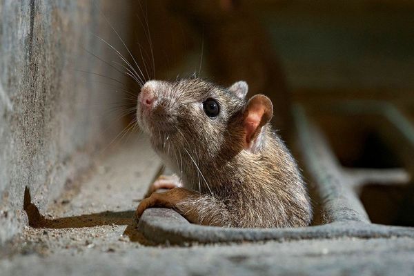 عضو شورای شهر تهران: بهطور فعال روی مسئله موشها کار میکنیم