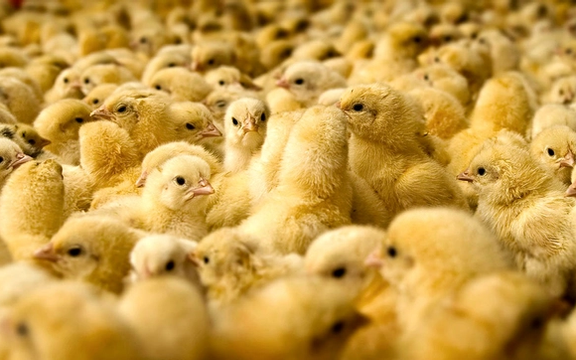 وزیر جهاد کشاورزی: جوجههای یکروزه را غیرقانونی از ایران خارج میکنند