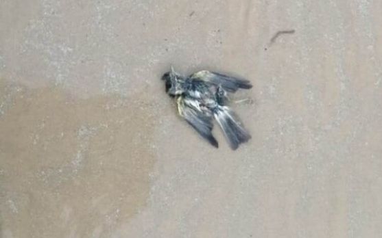 سازمان حفاظت محیط زیست تلف شدن تعدادی پرنده به دلایل نامعلوم را در ساحل گناوه تایید کرد