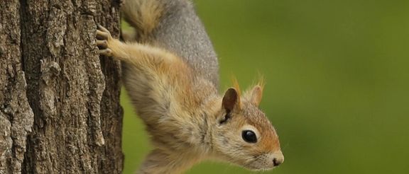 رییس فراکسیون محیط زیست مجلس درباره شبیخون قاچاقچیان به سنجابهای زاگرس هشدار داد