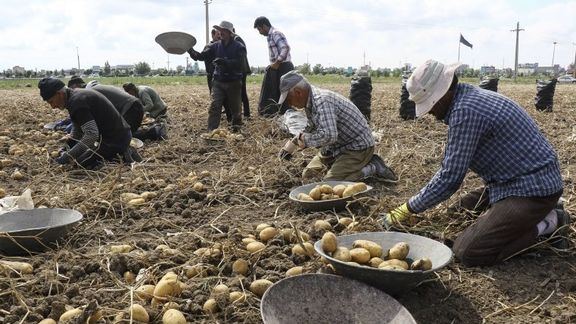 کشاورزان ایرانی در سال زراعی ۱۴۰۲-۱۴۰۳، حدود پنج و نیم هزار تن سیبزمینی تولید کردند، در حالی که نیاز کشور چهار تا چهار و نیم هزار تن است.