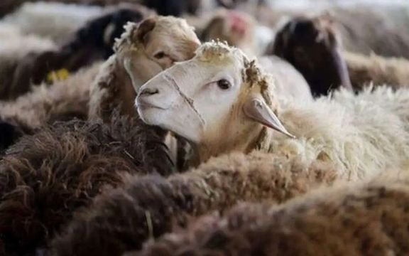 عضو هیئتعلمی مرکز تحقیقات کشاورزی: جمعیت گوسفندان ثابت مانده، باید چندقلوزایی کرد