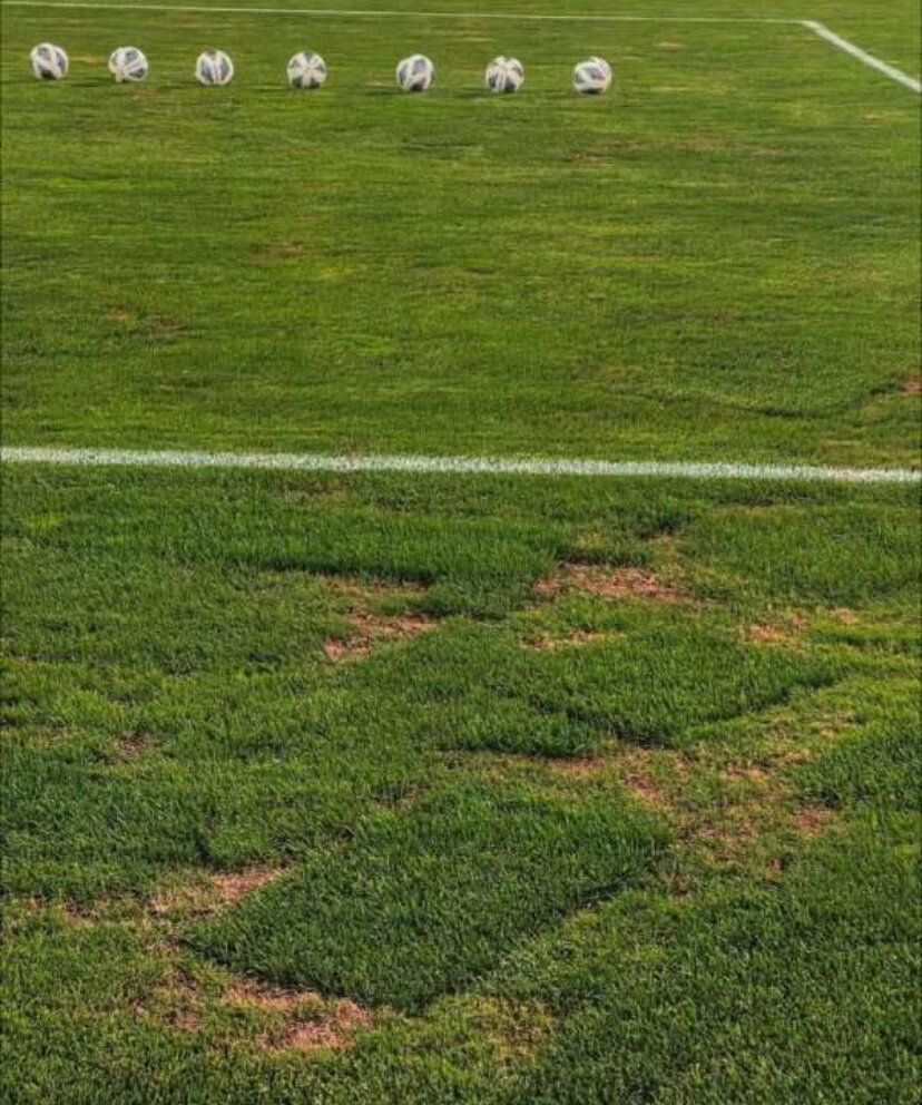 عقب‌نشینی شرکت توسعه از تهدید سرخابی‌ها: چمن استادیوم آزادی را اسفند عوض می‌کنیم