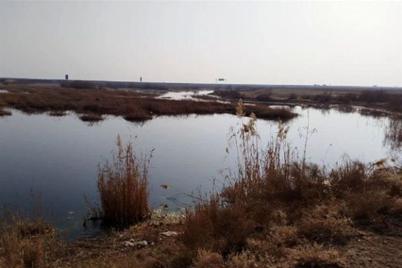 محمدی، فعال محیط زیست: حدود ۹۰ درصد گستره تالابی ایران از دست رفته است