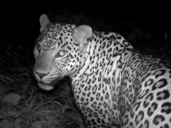 ثبت تصاویری از دومین پلنگ نر ارتفاعات املش