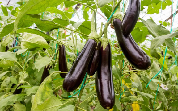 Eggplants growing in an Iranian greenhouse (Undated)