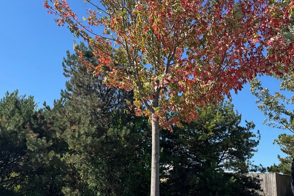 تورونتو: إزاحة الستار عن شجرة ونصب تذكاري باسم مهسا أميني