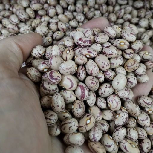 رسانه وابسته به سپاه: قیمت هر دانه لوبیا به ۱۷۵ تومان رسیده است