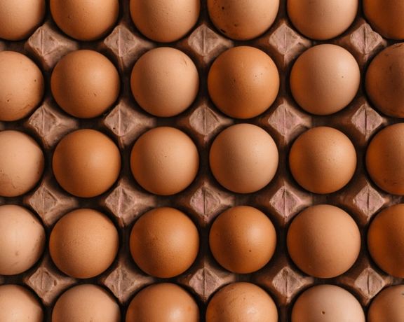 خبرگزاری ایلنا: تخم مرغ به تنها کالای پروتئینی سفرهها تبدیل شده است