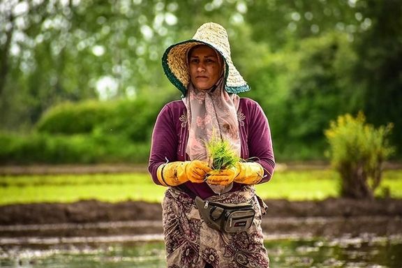 آمار رسمی؛ سال گذشته برنج ایرانی بیش از دو برابر و شکر بیش از ۷۵ درصد گران شد