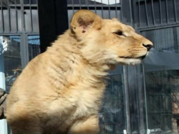 تلف شدن یک شیر سه ساله در دهکده طبیعت پارک ملی باراجین