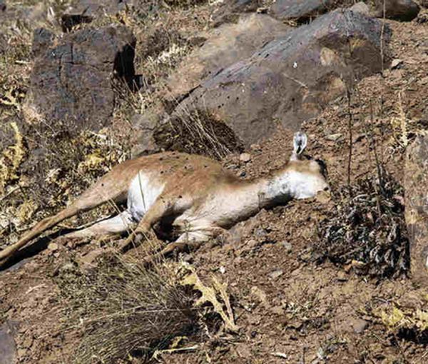 مدیرکل حفاظت محیط زیست مازندران: تلفات طاعون نشخوارکنندگان کوچک در مازندران افزایش یافت 