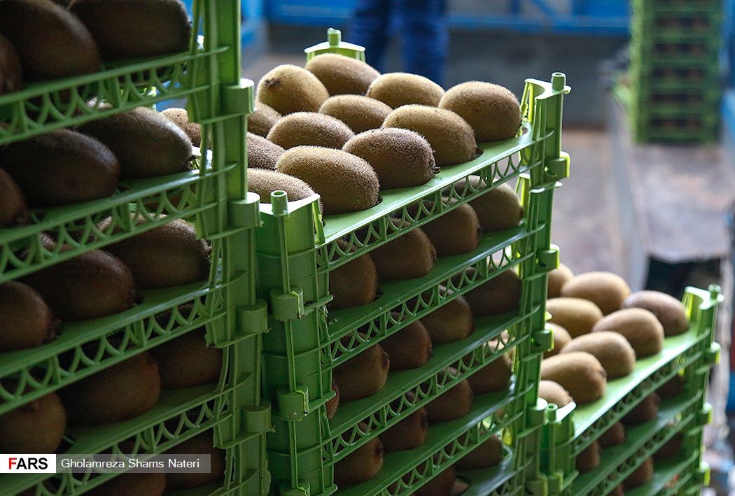 قیمت کیوی در ایران تا کیلویی ۲۴۰ هزار تومان افزایش یافت